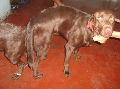stud labrador, kennel, pet supplies, pet services, -- Dogs -- Metro Manila, Philippines