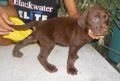 stud labrador, kennel, pet supplies, pet services, -- Dogs -- Bacoor, Philippines