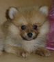 quality male pomeranian puppy, -- All Animals -- Pasay, Philippines