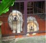 chow chow, -- Dogs -- Metro Manila, Philippines