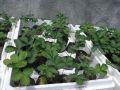 heat resistant strawberry for metro manila, -- Flowers & Plants -- Metro Manila, Philippines