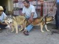 dog dogs husky, -- Dogs -- Cavite City, Philippines