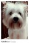 westie, stud, dog, west highland terrier, -- Dogs -- Metro Manila, Philippines