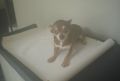 male chihuahua dog for sale, -- Dogs -- Quezon City, Philippines