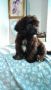 poodle cross breed to bichon for sale, -- Dogs -- Bulacan City, Philippines