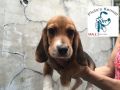 beagle puppy male for sale, -- Action Figures -- Metro Manila, Philippines