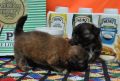 shih tzu puppy, shih tzu for sale, shih tzu puppies, shih tzu puppy for sale, -- Dogs -- Metro Manila, Philippines