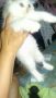 persian kittens for sale, -- Cats -- Metro Manila, Philippines
