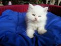 persian kittens for sale persian kitten cat, -- Cats -- Metro Manila, Philippines