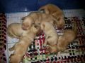 golden retriever, puppies, pure breed, -- Other Business Opportunities -- Metro Manila, Philippines