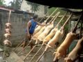 lechon baboy, -- Food & Related Products -- Cavite City, Philippines