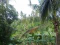 marinduque jungle nature, -- Land -- Marinduque, Philippines