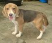 stud beagle, beagle, dogs, pets, -- All Animals -- Metro Manila, Philippines