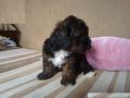 poodle x bichon for sale, -- Dogs -- Bulacan City, Philippines