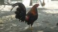 fighting cocks, gamefowls, panabong na manok, -- All Animals -- Urdaneta, Philippines