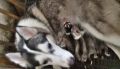 puppies siberian husky, -- Dogs -- San Jose del Monte, Philippines