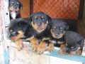 buy sell puppies, -- All Animals -- Cebu City, Philippines