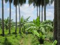 mango farm, orchards, agricultural, rawland, -- Land & Farm -- Damarinas, Philippines
