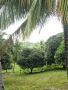 captivating view mango farm, -- Farms & Ranches -- Cebu City, Philippines