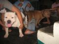 pitbull bully male brindle, -- All Animals -- Metro Manila, Philippines