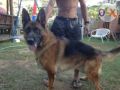gsd, -- Dogs -- Antipolo, Philippines