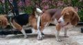 stud beagle, beagle, dogs, pets, -- Dogs -- Damarinas, Philippines