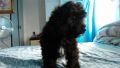 poodle cross breed to bichon for sale, -- Dogs -- Bulacan City, Philippines