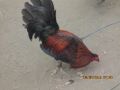 fighting cock, -- Birds -- Batangas City, Philippines