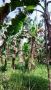a 3hectares of coconut farm land at brgy matab ang, dumalinao, zamboanga del sur, -- Land & Farm -- Zamboanga del Sur, Philippines
