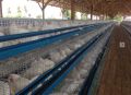poultry; eggs, -- Farms & Ranches -- Tarlac City, Philippines
