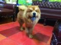 male chow chow, -- Dogs -- Metro Manila, Philippines