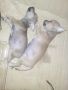 chihuahua puppies, -- Dogs -- Quezon City, Philippines