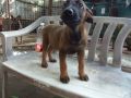 bm belgian malinois puppy puppies dogs, -- Dogs -- Antipolo, Philippines