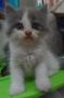 persian kittens for sale, -- Cats -- Quezon City, Philippines