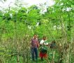malunggay, moringa leaves, flakes powder, -- Natural & Herbal Medicine -- Marikina, Philippines