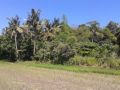 irrigated riceland, cauayan city isabela, -- Land & Farm -- Cauayan, Philippines