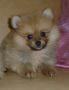 quality male pomeranian puppy, -- All Animals -- Pasay, Philippines