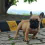 frenchie french bulldog puppy bully breed, -- Dogs -- Baguio, Philippines