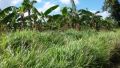 land and farm for sale, -- Land & Farm -- Cavite City, Philippines