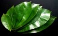 guyabano graviola herbal cancer cure, -- Natural & Herbal Medicine -- Marikina, Philippines