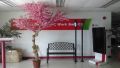 cherry blossoms, cherry blossom trees, -- Retail Services -- Metro Manila, Philippines