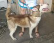 husky, -- Other Services -- Rizal, Philippines