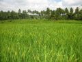 ricedield farm, -- Land & Farm -- Davao City, Philippines