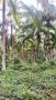 a coconut farm land for sale, -- Land & Farm -- Zamboanga del Sur, Philippines