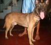 stud service, belgian malinois, sale, animals, -- Dogs -- Metro Manila, Philippines