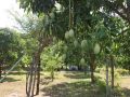farm, mangoes, guimaras, nasugbu, -- Farms & Ranches -- Batangas City, Philippines