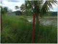 riceland riceland, -- Farms & Ranches -- Metro Manila, Philippines