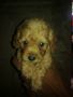 toy poodle, -- Dogs -- Antipolo, Philippines