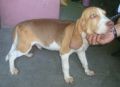 stud beagle, beagle, dogs, pets, -- Dogs -- Metro Manila, Philippines