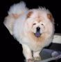 chow chow stud service, -- Other Services -- Bulacan City, Philippines